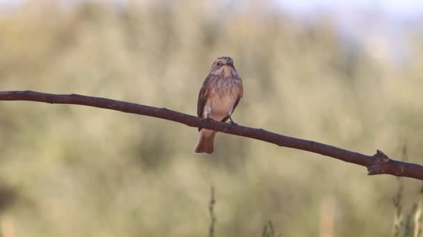 斑的鹟 Muscicapa — 图库视频影像