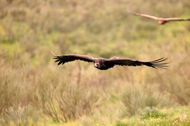 Uçan kara akbaba, Aegypius monachus
