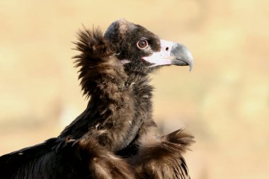 Günün ilk ışıklarıyla kara akbaba, Aegypius monachus