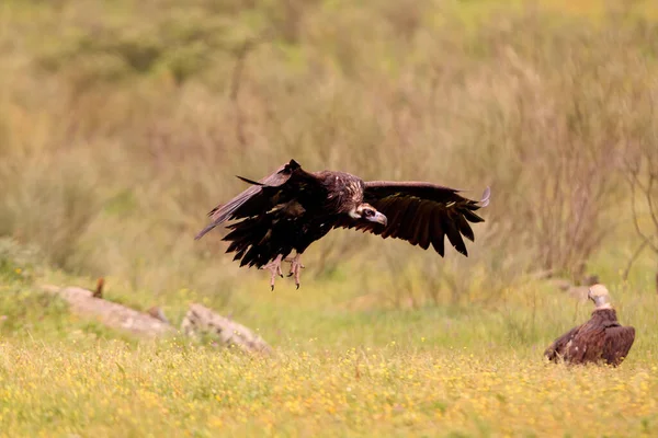 Buitre Negro Volando Aegypius Monachus — Foto de Stock