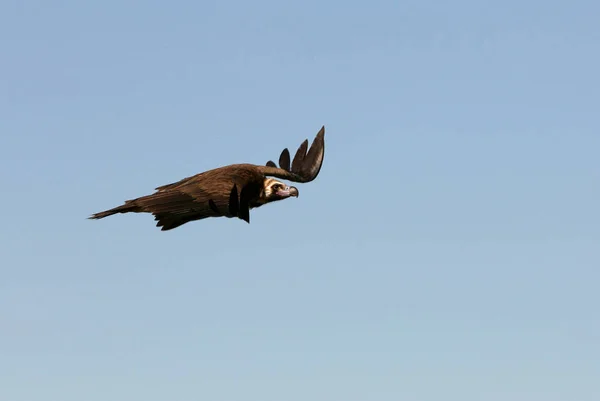 Buitre Negro Volando Aegypius Monachus — Foto de Stock