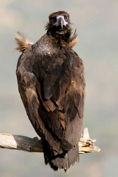 Schwarzer Geier Mit Dem Ersten Tageslicht Aegypius Monachus — Stockfoto