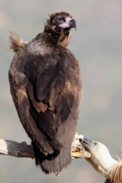 Black Vulture First Light Day Aegypius Monachus — Stock Photo, Image