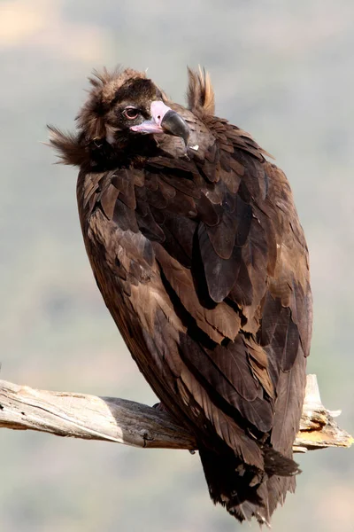 Buitre Negro Con Primera Luz Del Día Aegypius Monachus — Foto de Stock