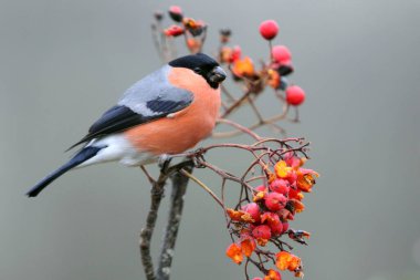Avrasya ispinozu erkeği, Pyrrhula pyrhula