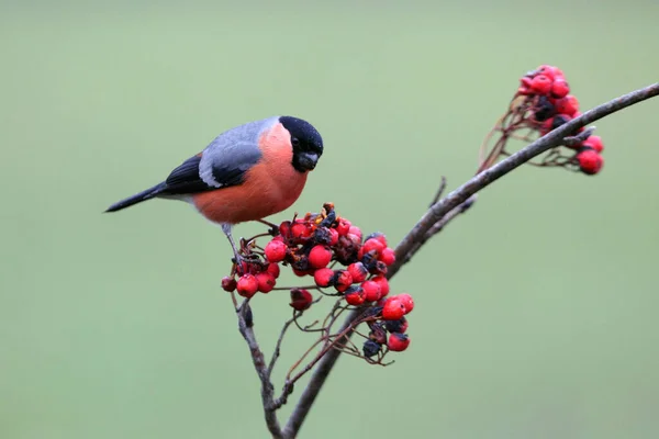 Mâle Bullfinch Eurasien Pyrrhula Pyrrhula — Photo