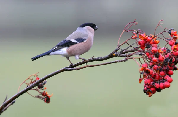 Weibchen Des Gimpels Pyrrhula Pyrrhula — Stockfoto