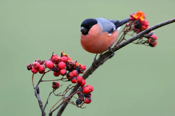 Masculino Eurasian Bullfinch Pyrrhula Pyrrhula — Fotografia de Stock