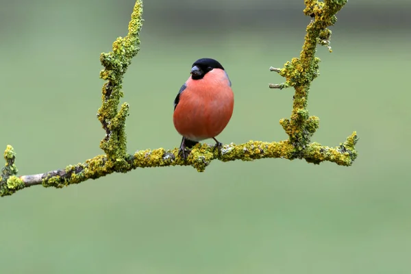 Αρσενικό Της Ευρασιατικής Bullfinch Pyrrhula Pyrrhula — Φωτογραφία Αρχείου