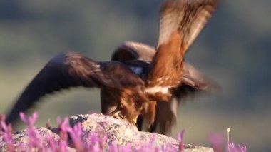 Kayaların arasında siyah uçurtma ve günün ilk ışıklarıyla mor çiçekler