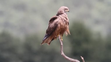Günün ilk ışıklarıyla siyah uçurtma, Milvus migrans