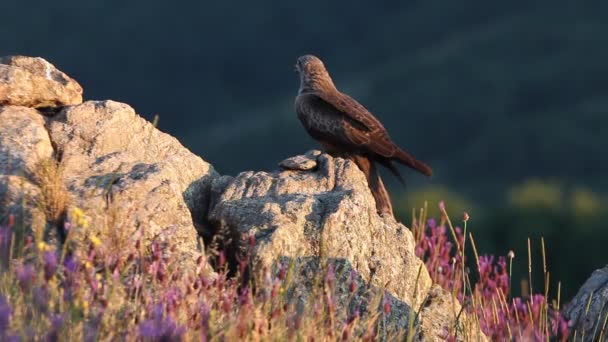 Kayaların Arasında Siyah Uçurtma Günün Ilk Işıklarıyla Mor Çiçekler — Stok video