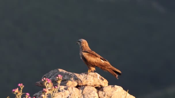 Günün Ilk Işıklarıyla Siyah Uçurtma Milvus Migrans — Stok video