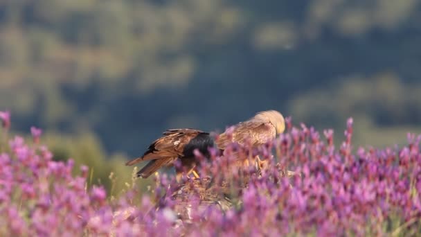 Cometa Negra Entre Rocas Flores Púrpuras Con Primera Luz Del — Vídeos de Stock