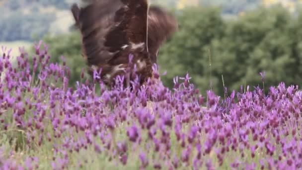 Macho Águila Dorada Comiendo Entre Piedras Flores Moradas Con Primera — Vídeos de Stock