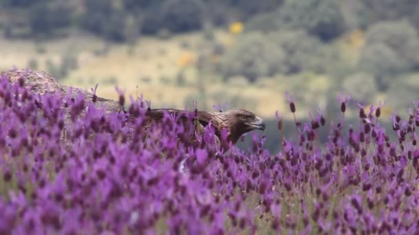 Homme Aigle Royal Mangeant Entre Les Pierres Les Fleurs Violettes — Video