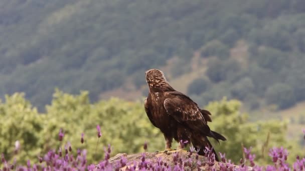 Águila Dorada Hembra Adulta Entre Flores Moradas Con Primera Luz — Vídeo de stock