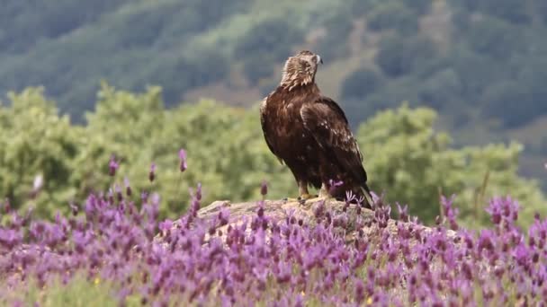 Mor Çiçeklerin Arasında Yetişkin Dişi Altın Kartal Günün Ilk Işıklarıyla — Stok video