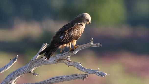 Cerf Volant Noir Premier Jour Milvus Migrans — Video