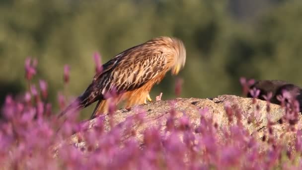 Red Kite Stones Purple Flowers First Light Day — Stock Video