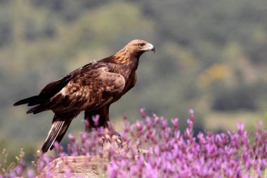Mor çiçeklerin arasındaki altın kartal günün ilk ışıklarıyla, Aquila chrysaetos