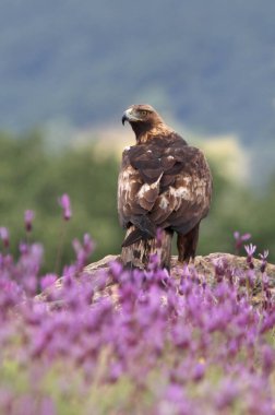 Mor çiçeklerin arasındaki altın kartal günün ilk ışıklarıyla, Aquila chrysaetos