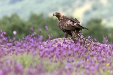 Mor çiçeklerin arasındaki altın kartal günün ilk ışıklarıyla, Aquila chrysaetos