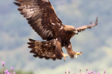 Mor çiçeklerin arasındaki altın kartal günün ilk ışıklarıyla, Aquila chrysaetos