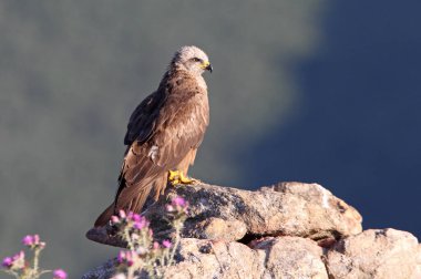 Günün ilk ışıklarıyla mor çiçeklerin arasında siyah uçurtma