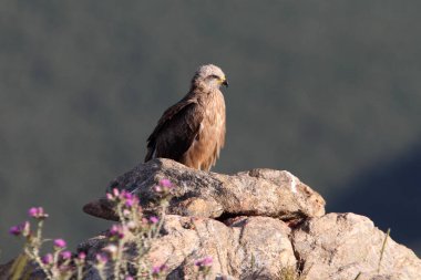 Günün ilk ışıklarıyla mor çiçeklerin arasında siyah uçurtma