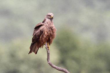 Günün ilk ışıklarıyla mor çiçeklerin arasında siyah uçurtma, Milvus Milvus.