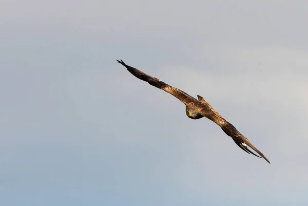 Rotmilan Fliegt Mit Den Ersten Lichtern Des Morgens — Stockfoto