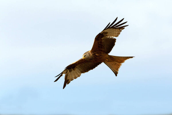 Red Kite flying with the first lights of the morning