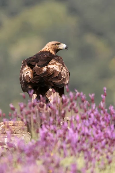 Golden Eagle Purple Flowers First Light Day Aquila Chrysaetos Stock Photo