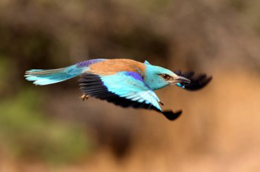 Akşamın son ışıklarıyla Avrupalı patenci