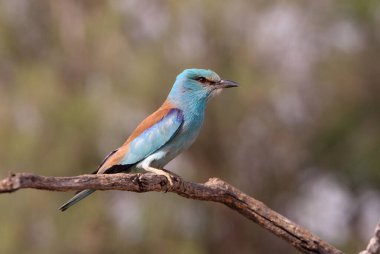 Akşamın son ışıklarıyla Avrupalı patenci