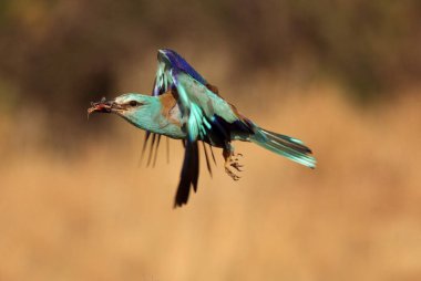 Akşamın son ışıklarıyla Avrupalı patenci