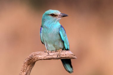 Akşamın son ışıklarıyla Avrupalı patenci