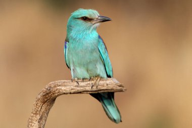 European roller with the last lights of the evening clipart