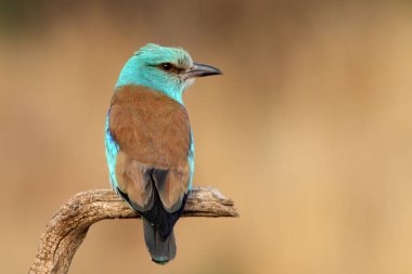 Akşamın son ışıklarıyla Avrupalı patenci