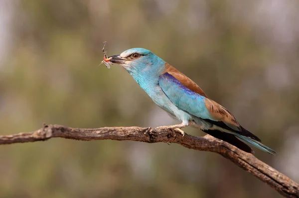European roller with the last lights of the evening