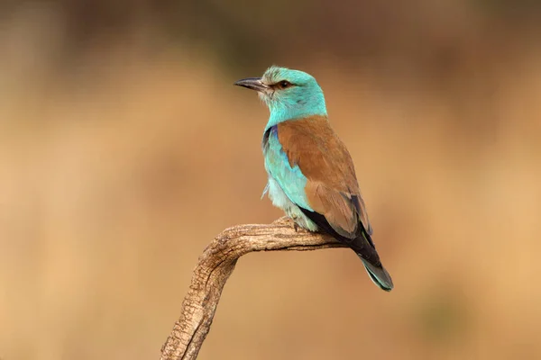 European Roller Last Lights Evening — Stock Photo, Image