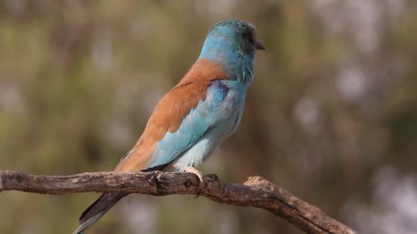 Europese Roller Met Laatste Lichten Van Middag — Stockvideo