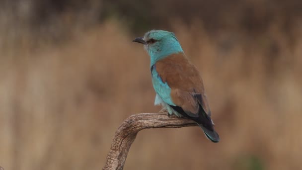 Europese Roller Met Laatste Lichten Van Middag — Stockvideo