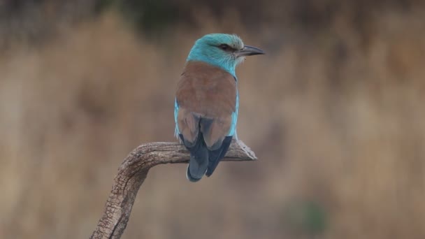 European Roller Last Lights Afternoon — Stock Video