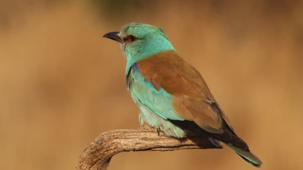 Europese Roller Met Laatste Lichten Van Middag — Stockvideo