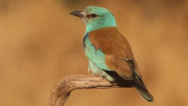 Europese Roller Met Laatste Lichten Van Middag — Stockvideo