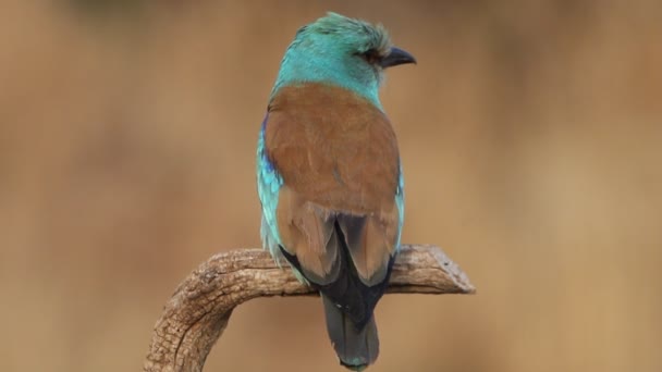 Europese Roller Met Laatste Lichten Van Middag — Stockvideo