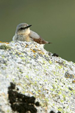 Sabahın ilk ışıklarıyla, üreme bölgelerinde Kuzey hırıltısının dişisi.