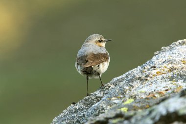 Sabahın ilk ışıklarıyla, üreme bölgelerinde Kuzey hırıltısının dişisi.